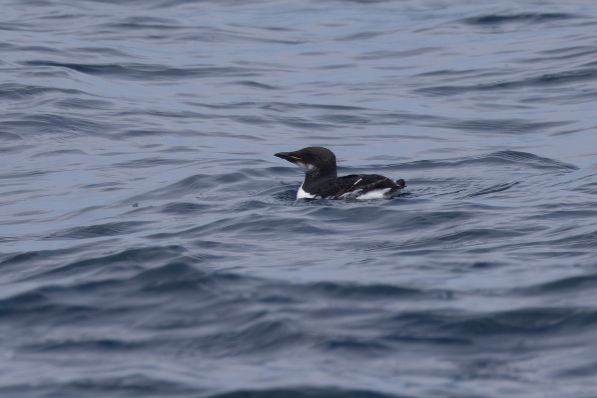 Thick-billed Murre - ML620068942
