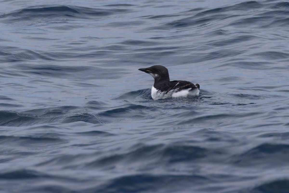 Thick-billed Murre - ML620068943