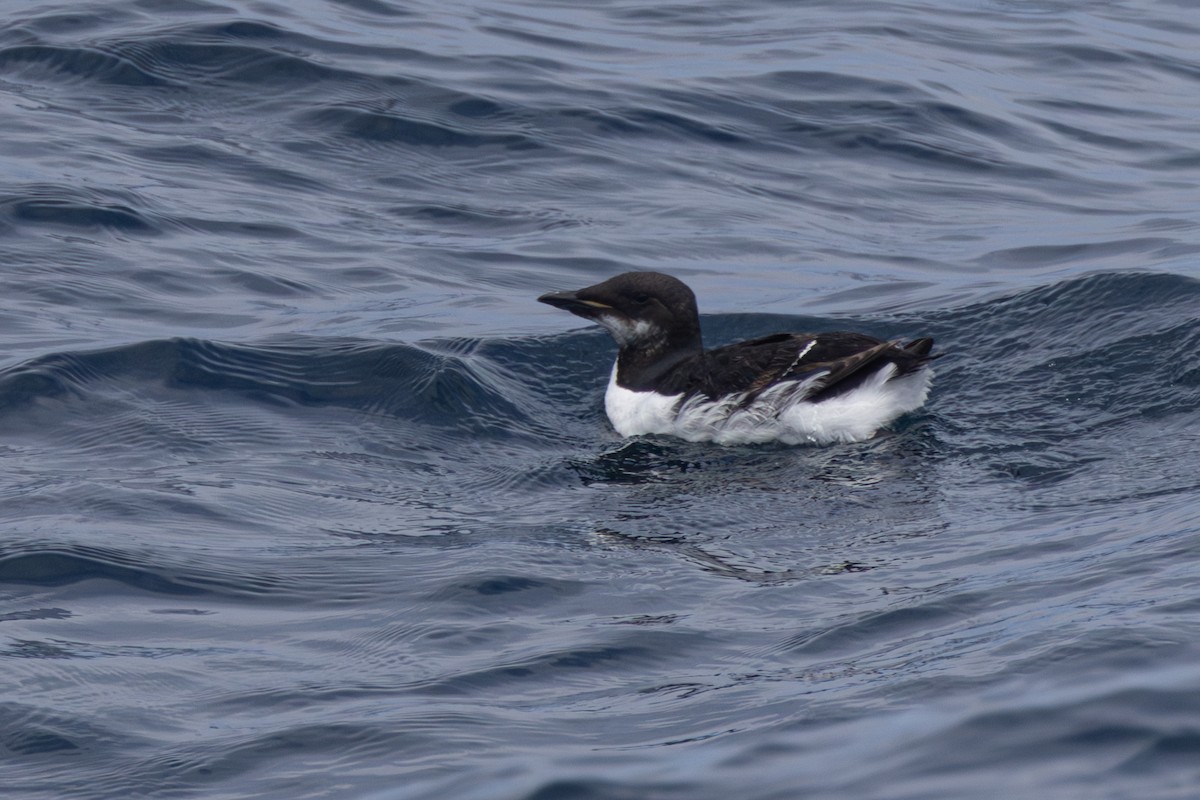 Thick-billed Murre - ML620068944