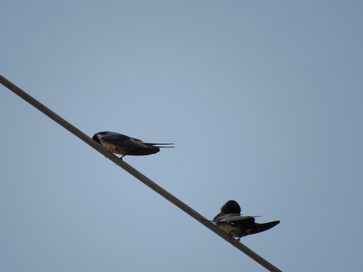 Barn Swallow - ML620068967