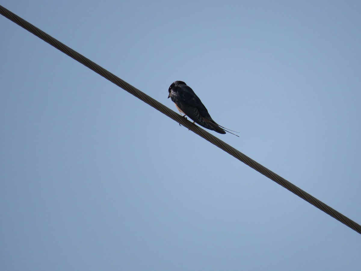 Barn Swallow - ML620068969