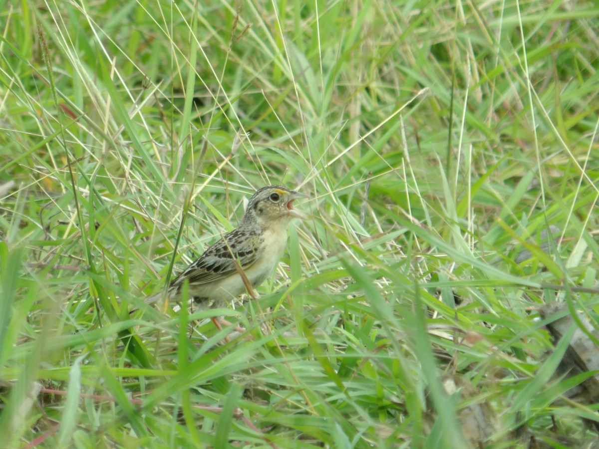 Grasshopper Sparrow - ML620068975