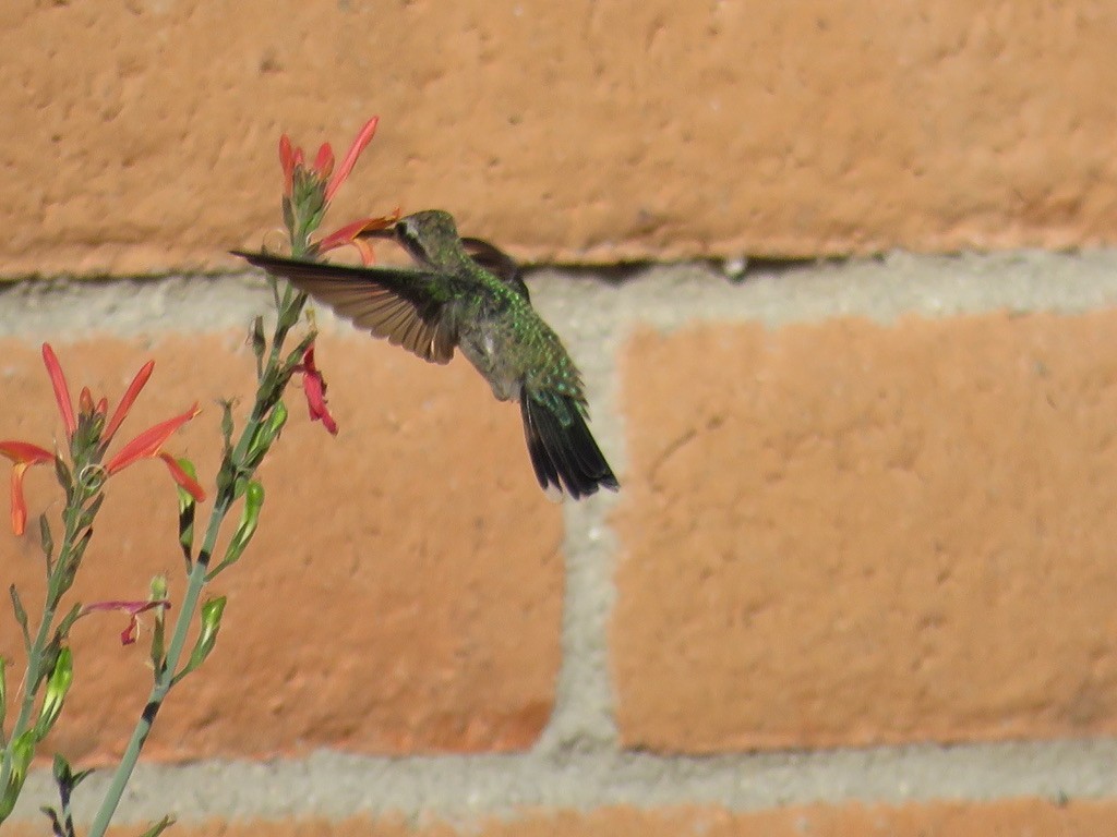 Broad-billed Hummingbird - ML620069008