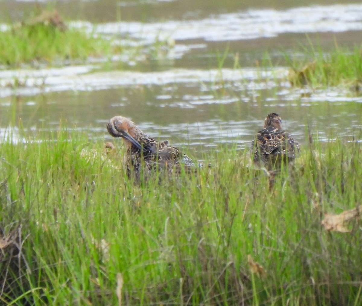 kortnebbekkasinsnipe - ML620069041