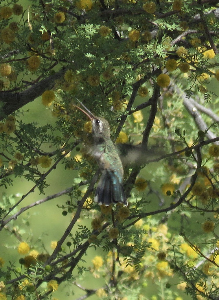 Broad-billed Hummingbird - ML620069045