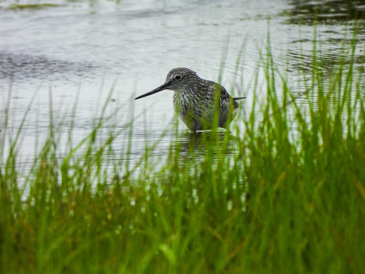 Greater Yellowlegs - Susan Brauning