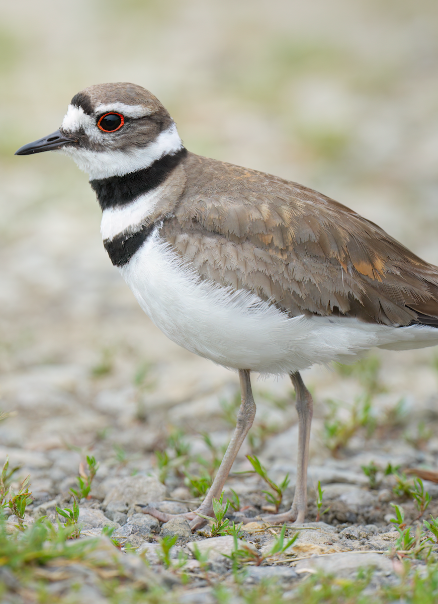 Killdeer - ML620069059