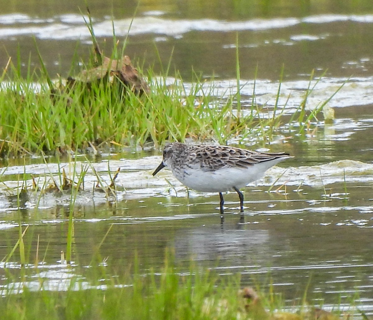 Semipalmated Sandpiper - ML620069061