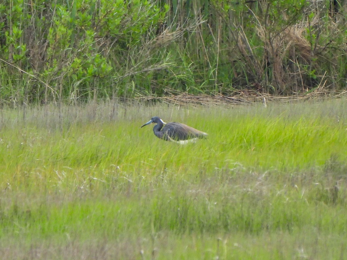 Tricolored Heron - ML620069073