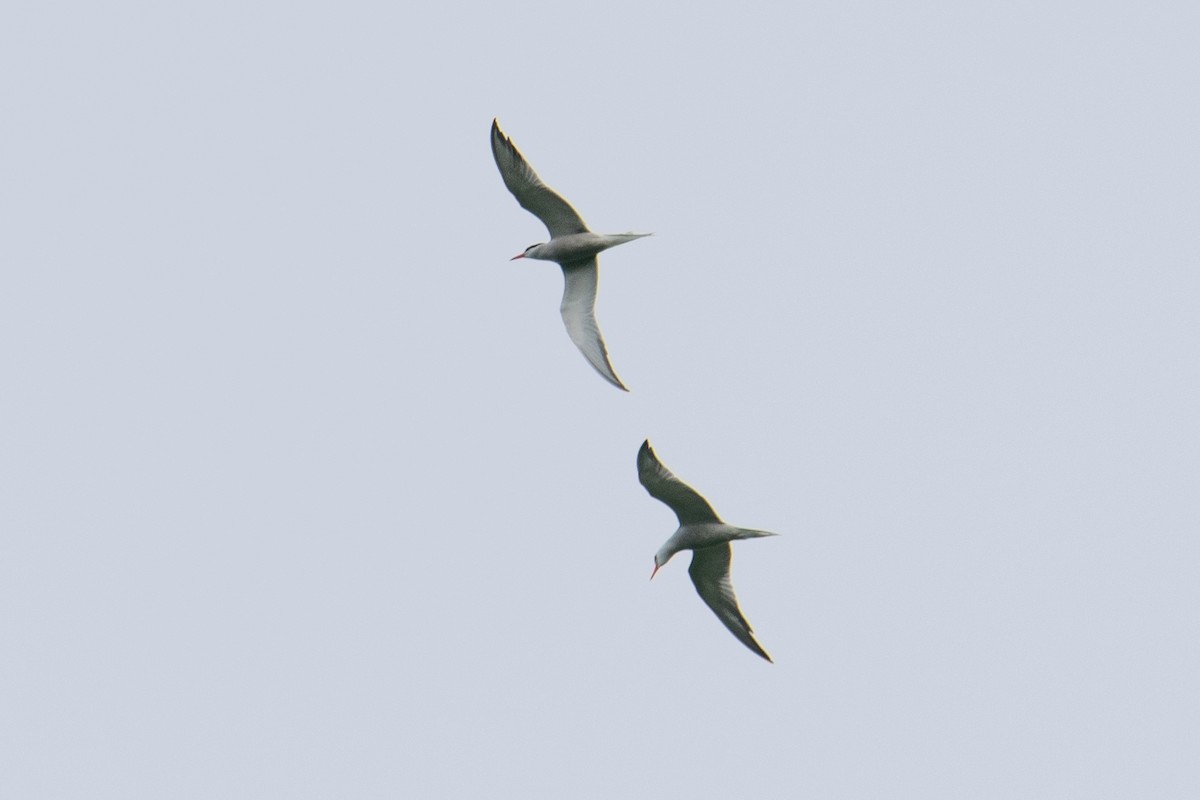 Common Tern - ML620069076