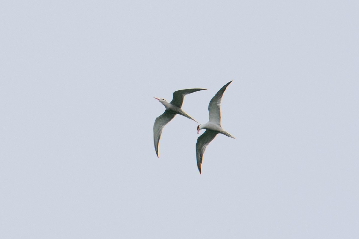 Common Tern - ML620069078