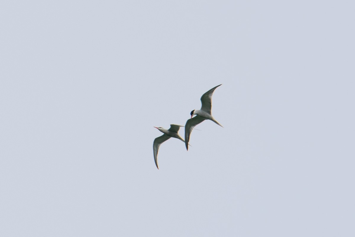 Common Tern - ML620069079