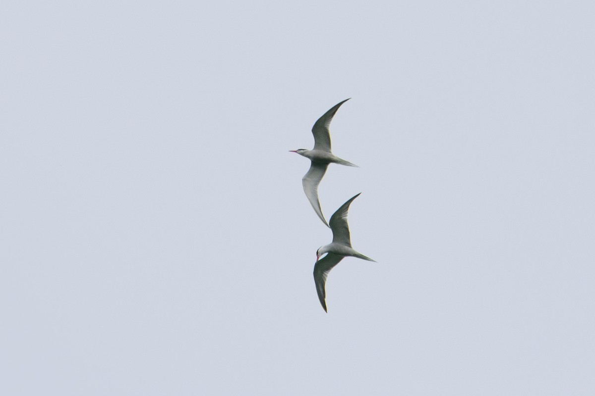 Common Tern - ML620069080
