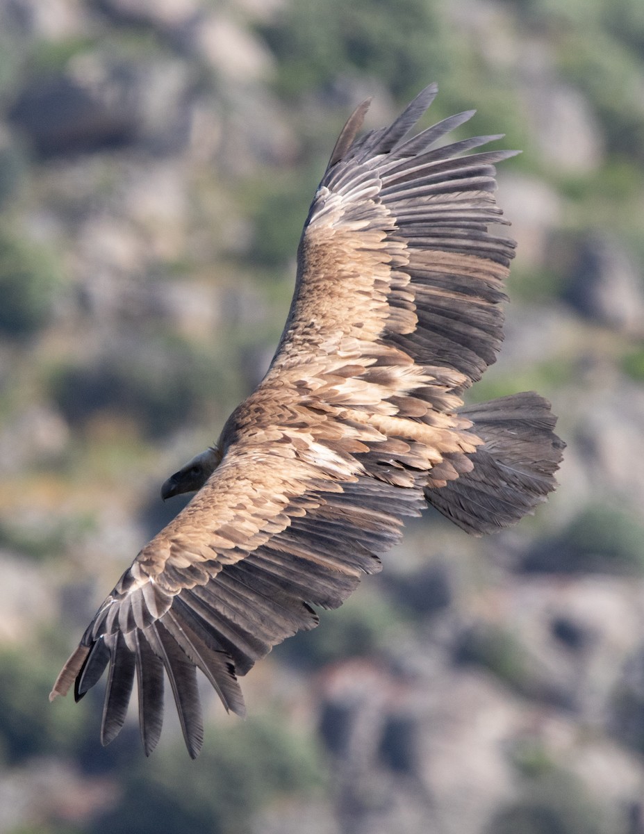 Eurasian Griffon - ML620069086