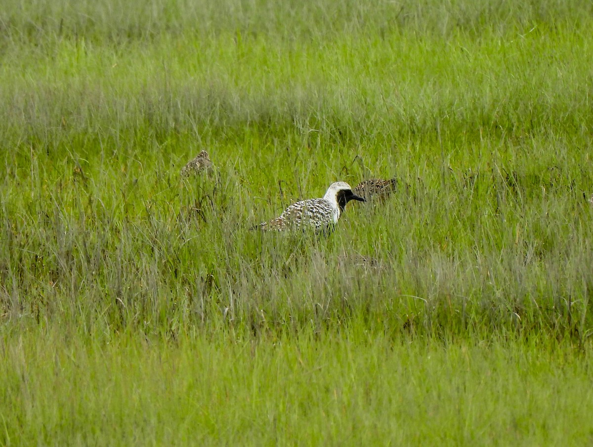 Black-bellied Plover - ML620069092