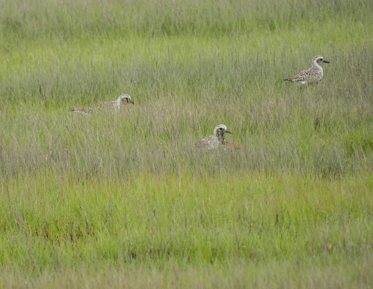 Black-bellied Plover - ML620069093