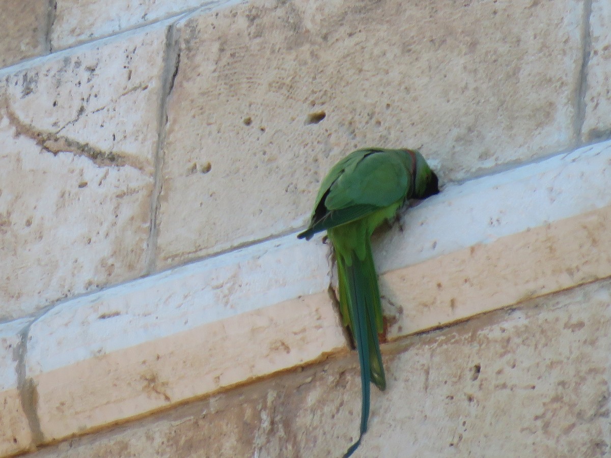 Rose-ringed Parakeet - ML620069110