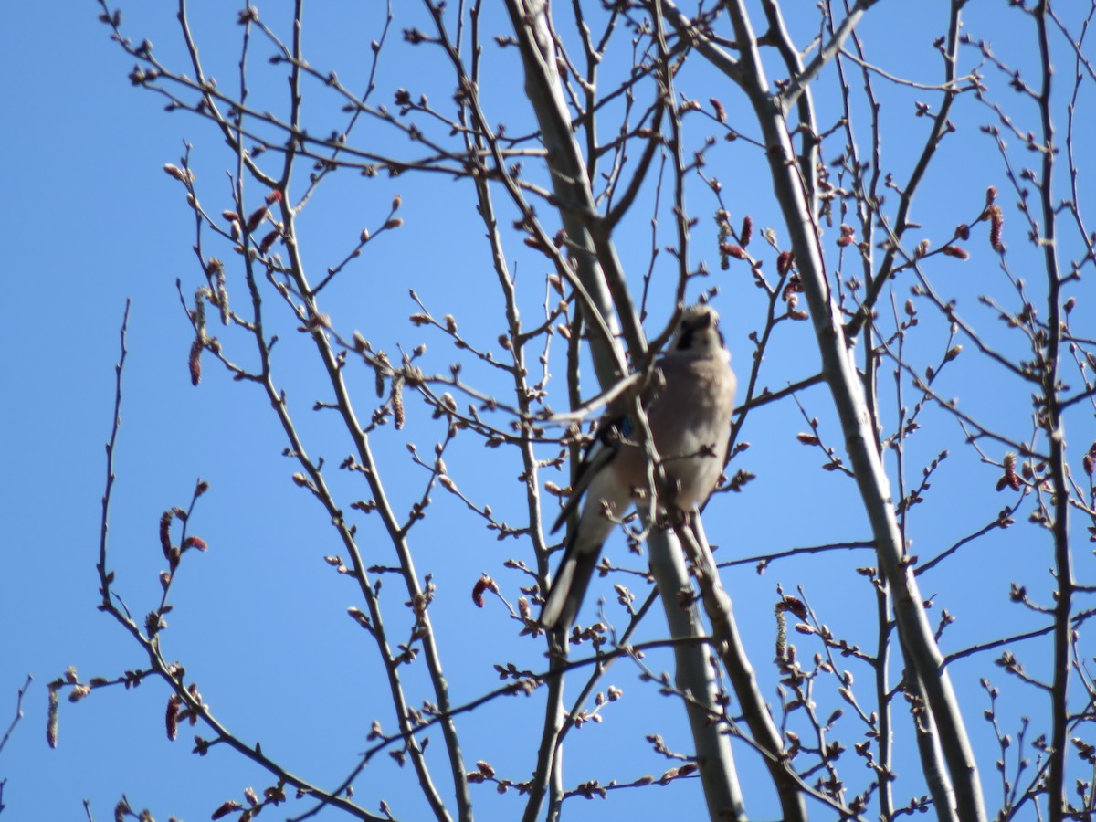 Eurasian Jay - ML620069129