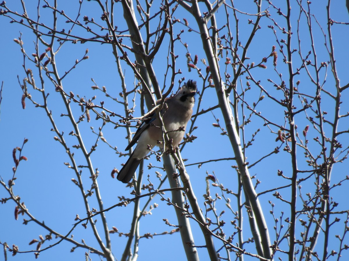 Eurasian Jay - ML620069131