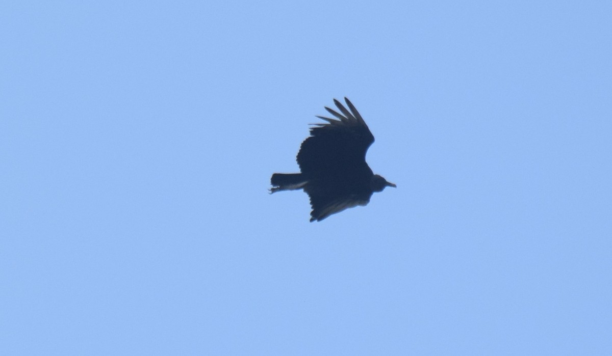 Black Vulture - ML620069136