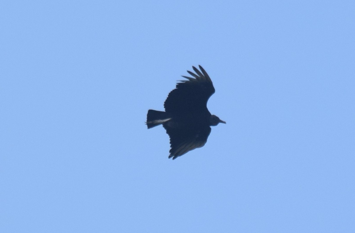 Black Vulture - ML620069137