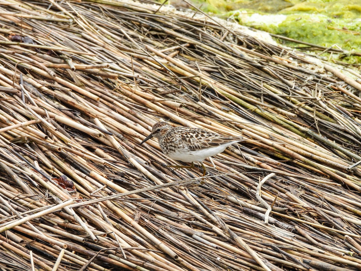 Least Sandpiper - Susan Brauning