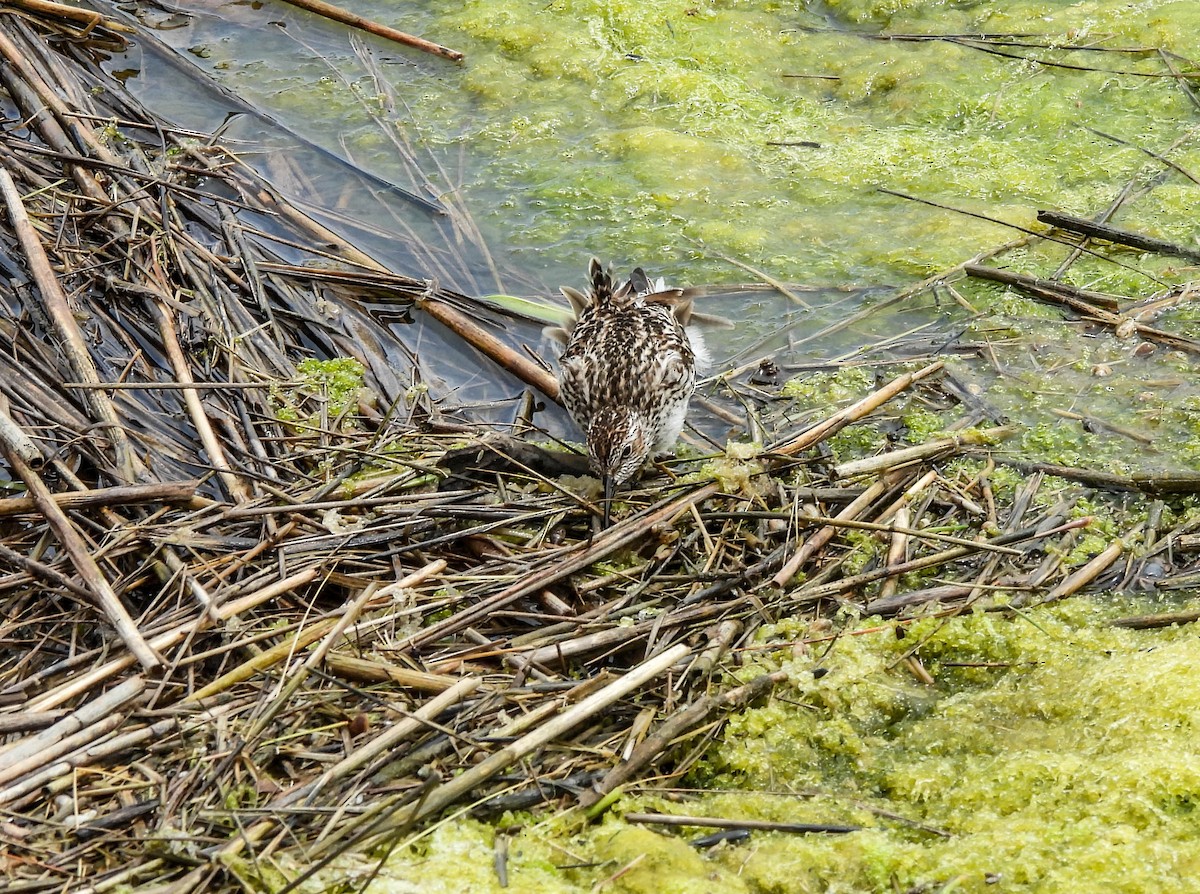 Wiesenstrandläufer - ML620069145