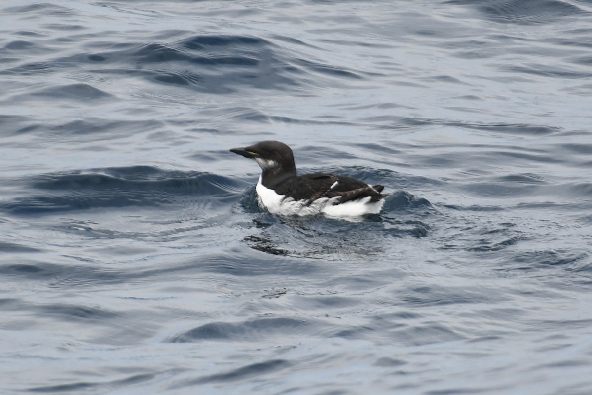 Thick-billed Murre - ML620069147