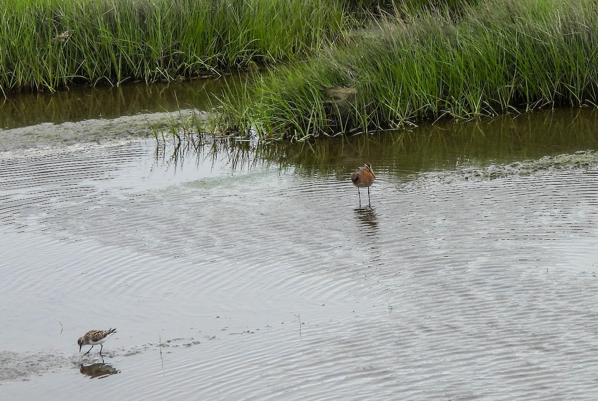 Short-billed Dowitcher - ML620069165