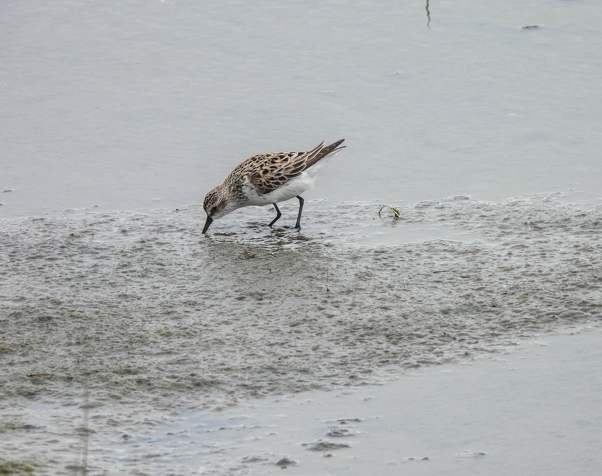 Semipalmated Sandpiper - ML620069169