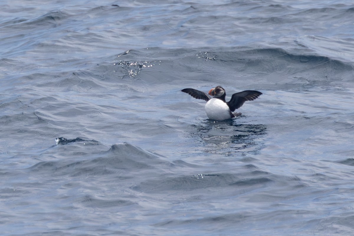 Atlantic Puffin - ML620069173