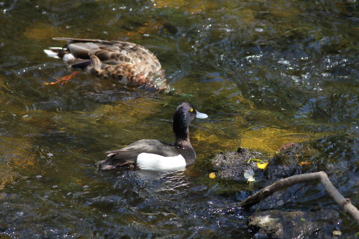 Tufted Duck - ML620069199