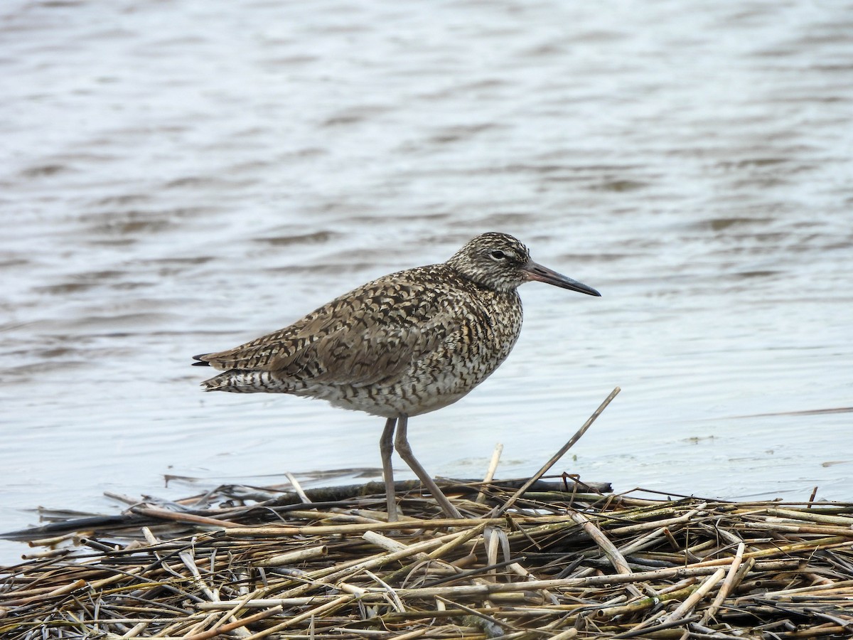 Willet - ML620069203