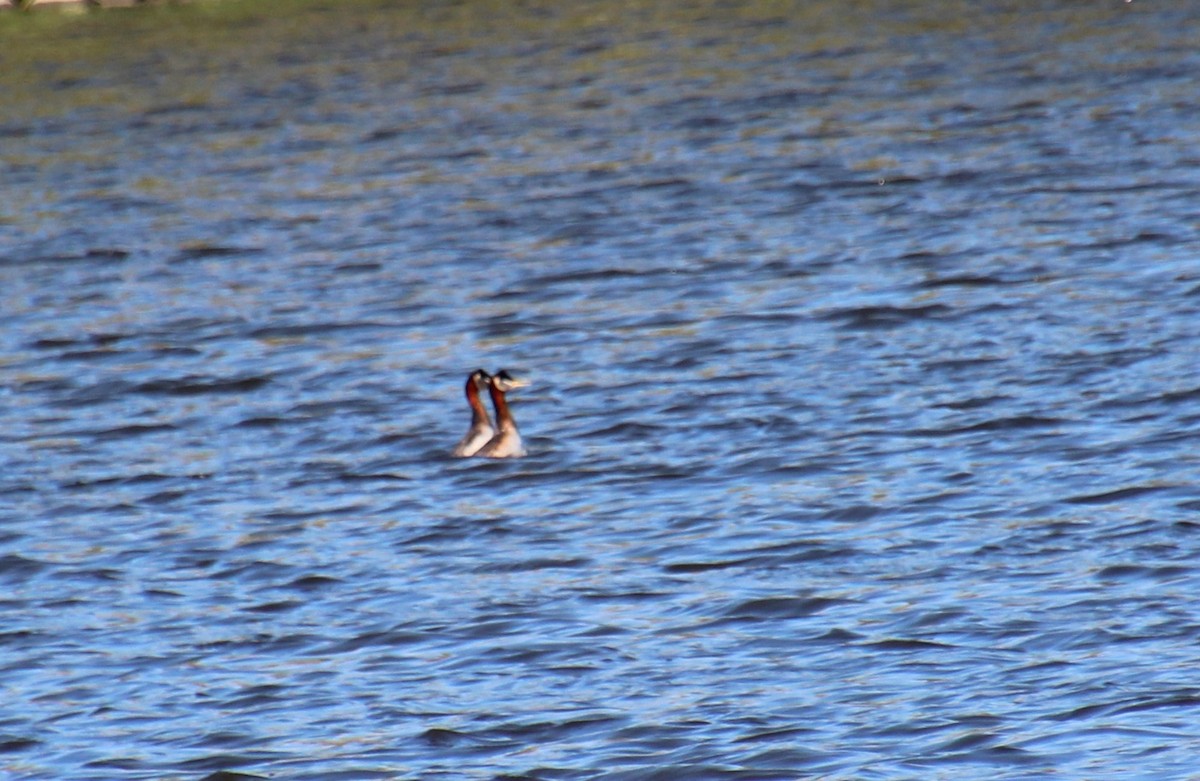 Red-necked Grebe - ML620069207