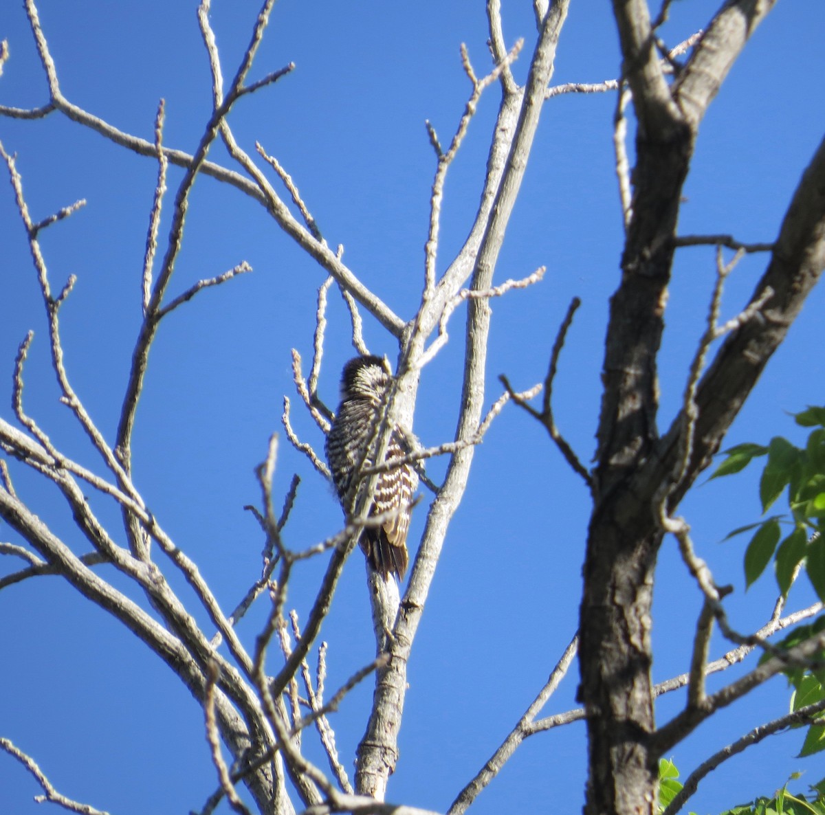 Ladder-backed Woodpecker - ML620069246