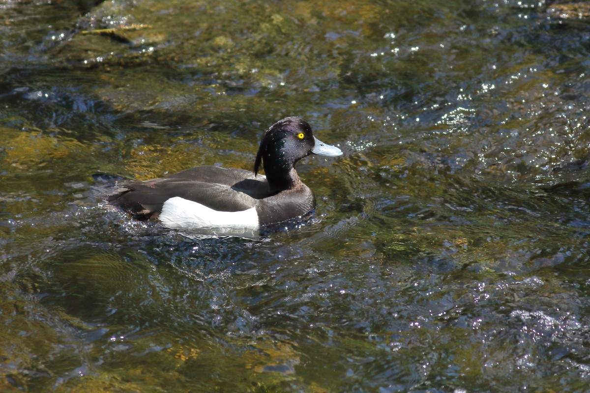 Tufted Duck - ML620069252