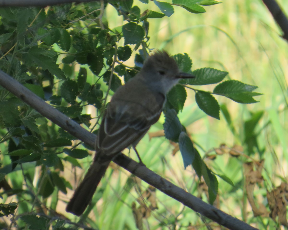 Ash-throated Flycatcher - ML620069259