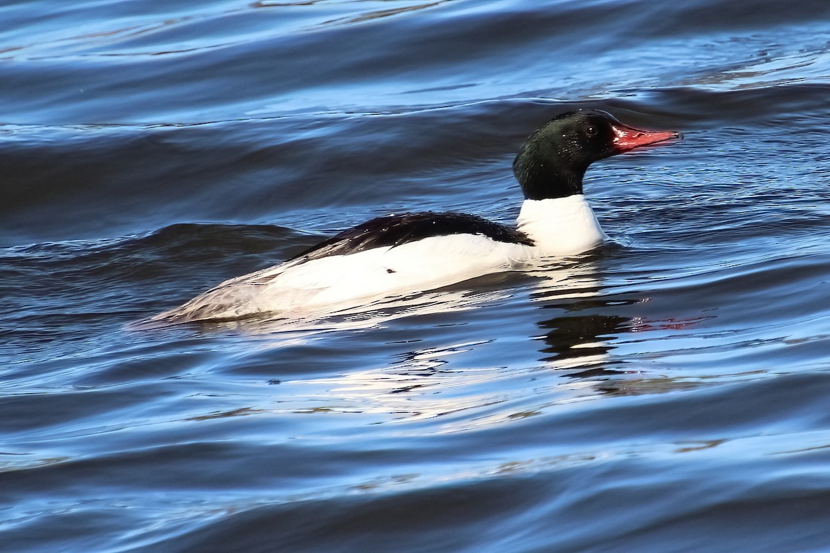 Common Merganser - ML620069262