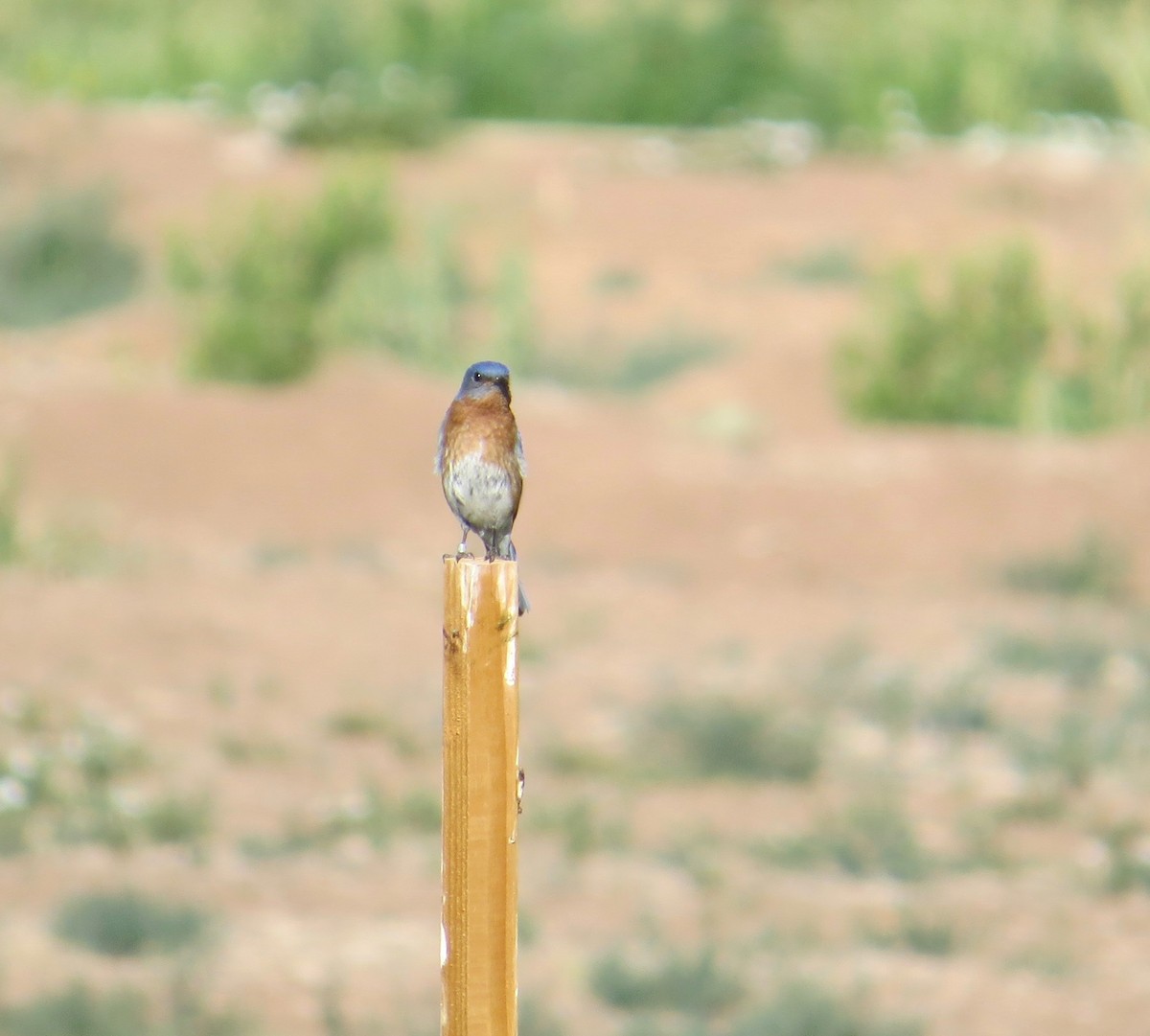 Eastern Bluebird - ML620069277