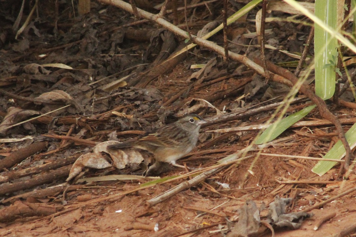 Grassland Sparrow - ML620069283