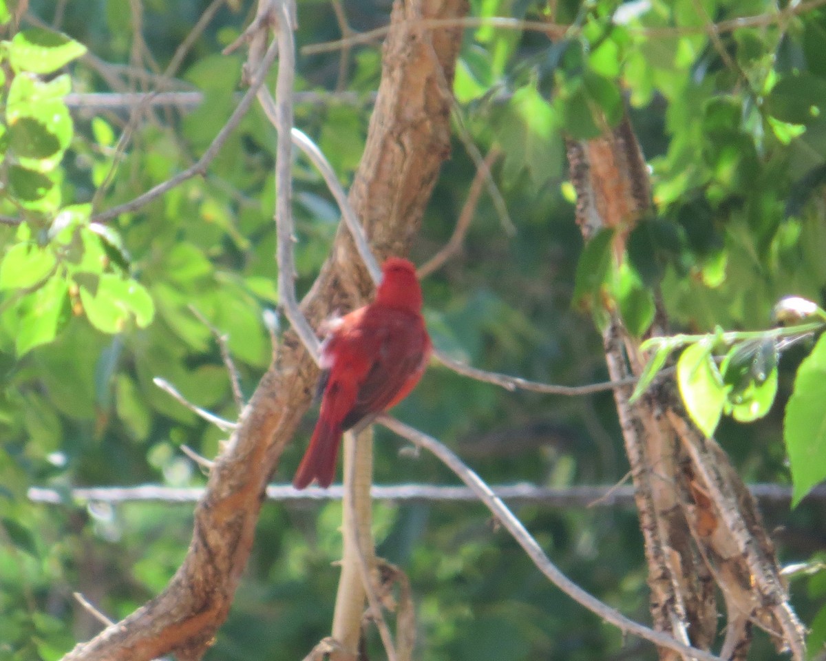Summer Tanager - ML620069286