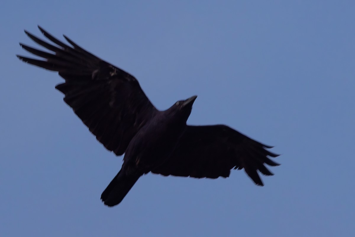 Torresian Crow - ML620069294
