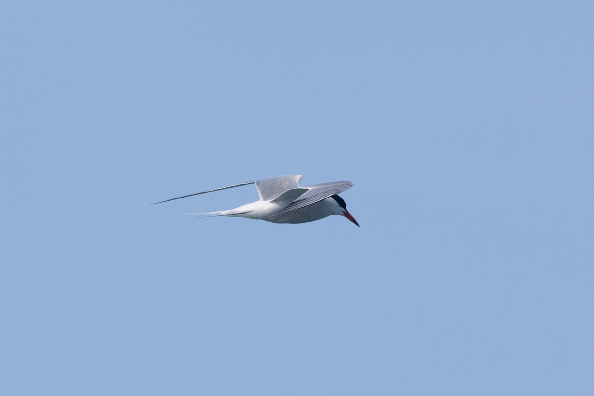 Common Tern - ML620069304