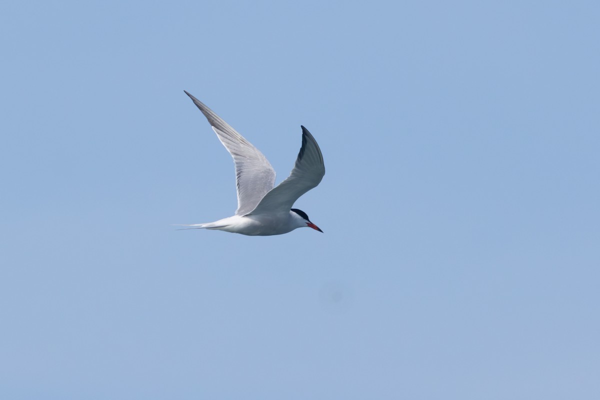 Common Tern - ML620069306