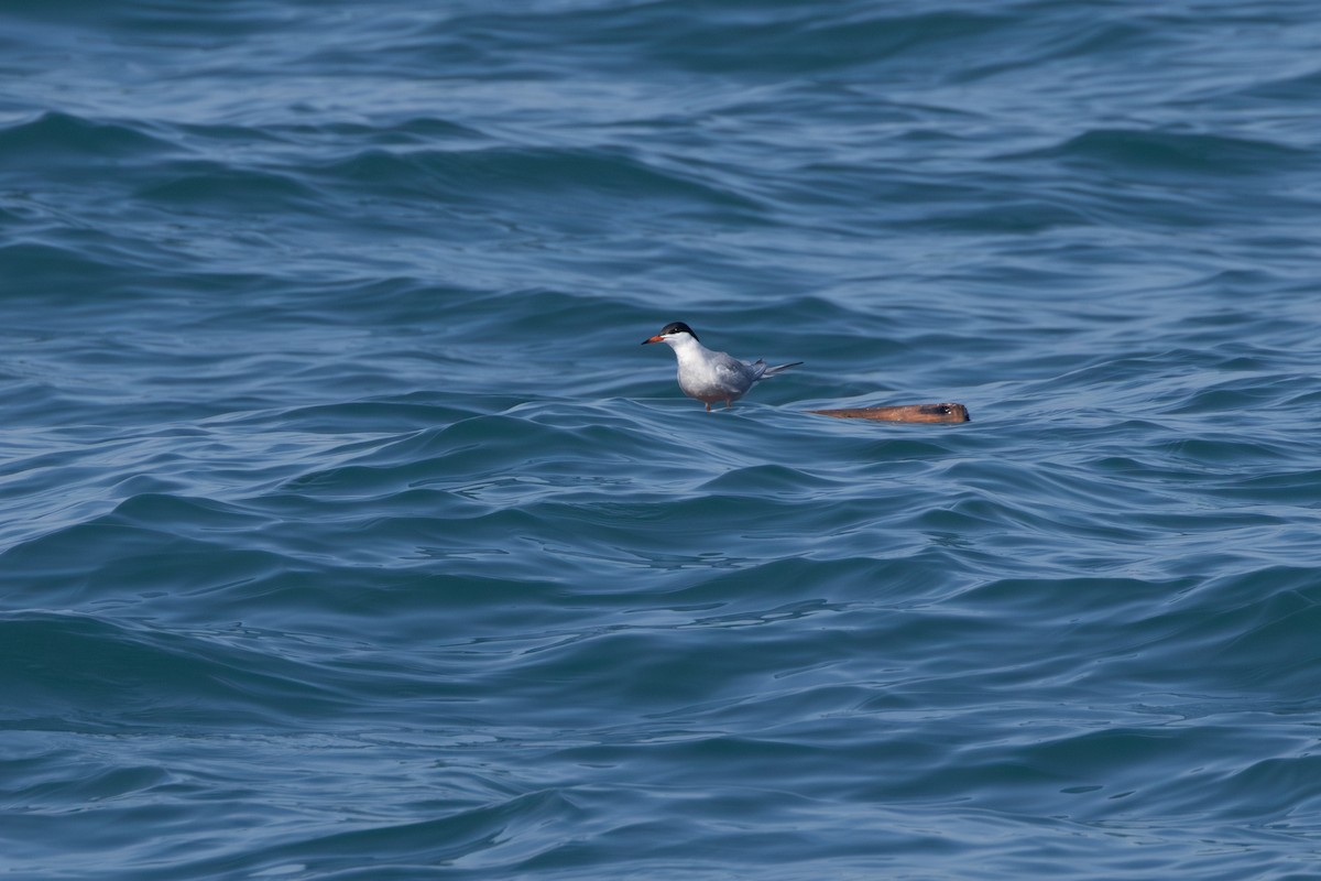 Common Tern - ML620069307