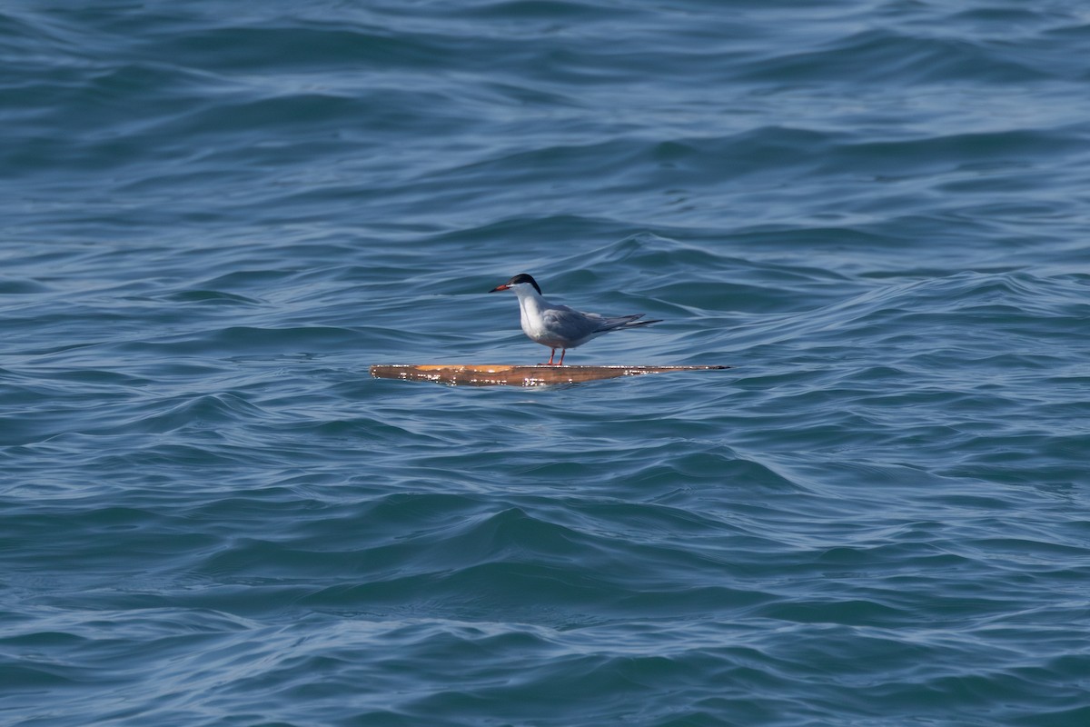Common Tern - ML620069308