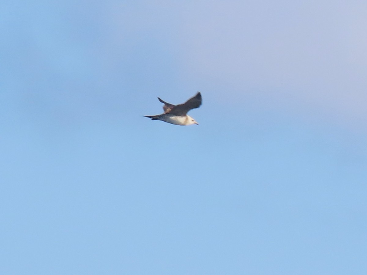 Long-tailed Jaeger - ML620069327