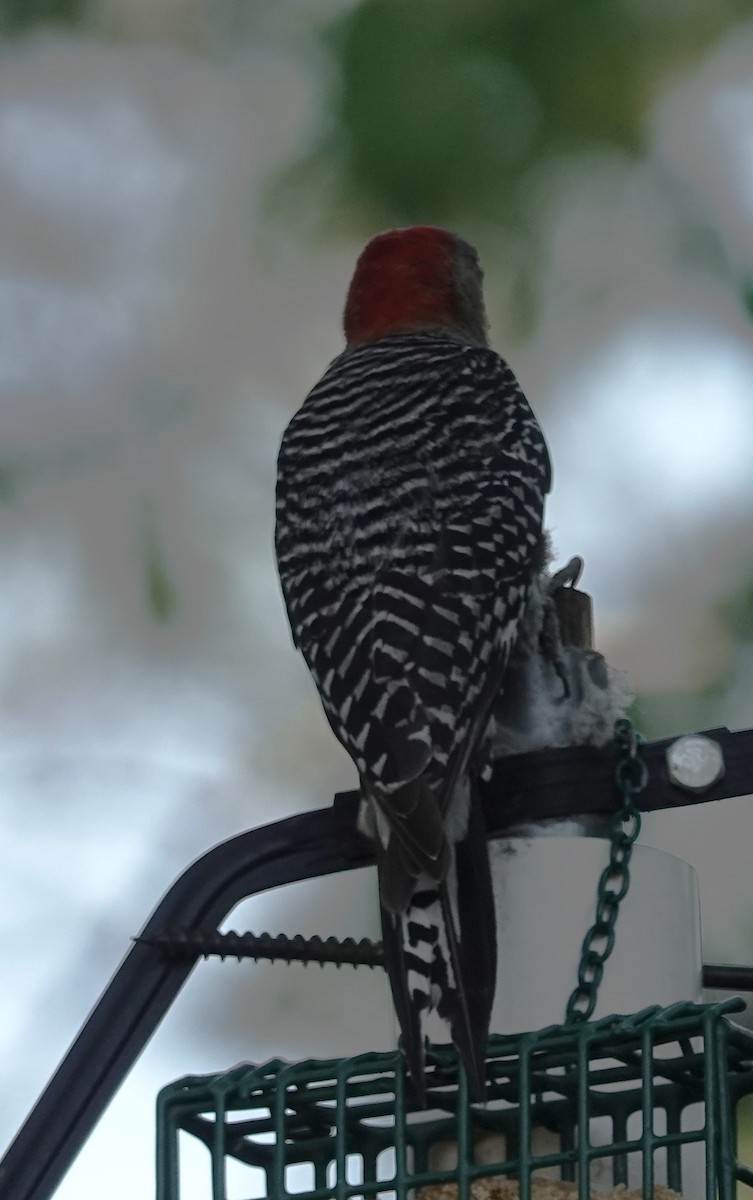 Red-bellied Woodpecker - ML620069331