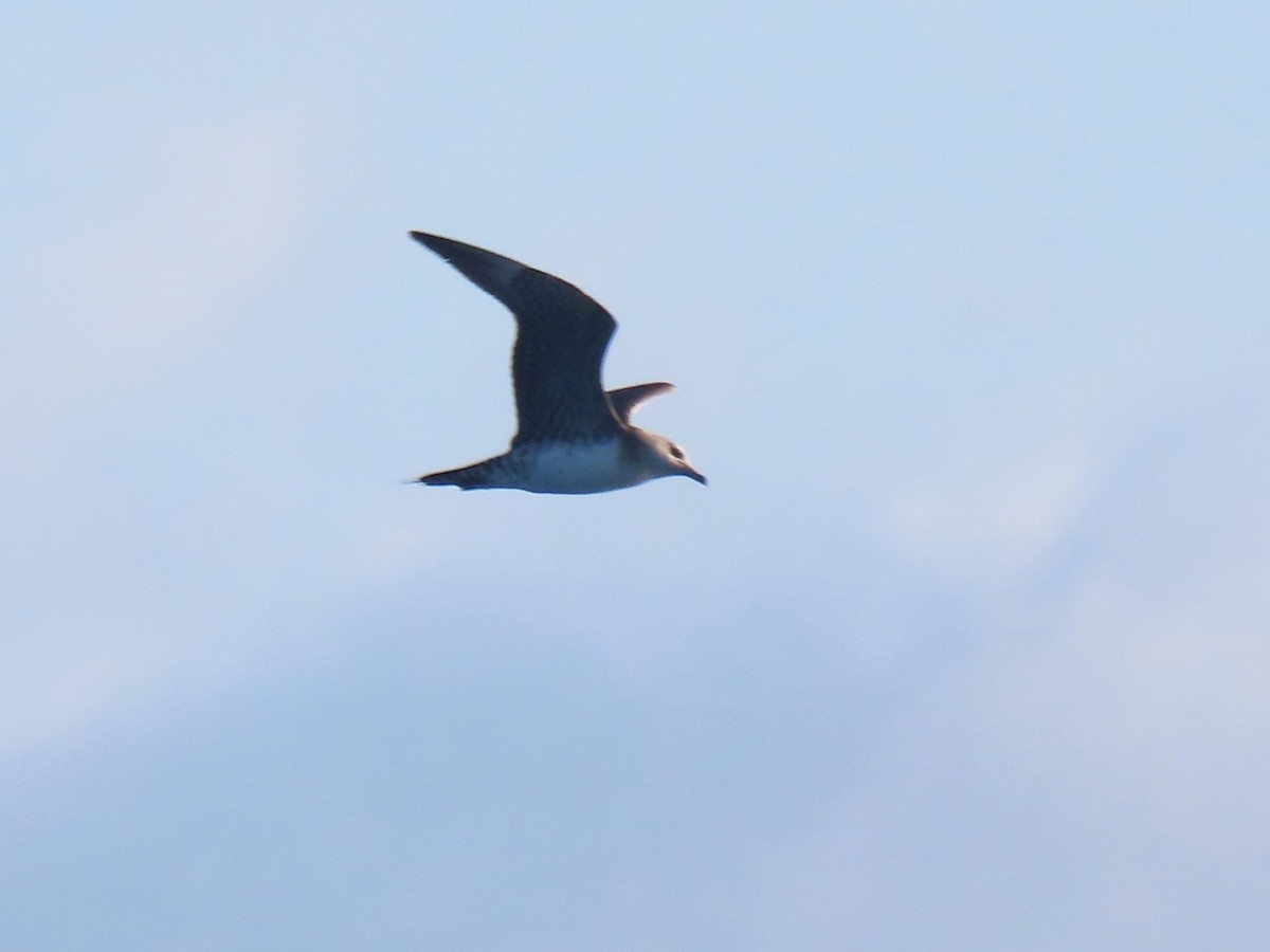 Long-tailed Jaeger - ML620069336