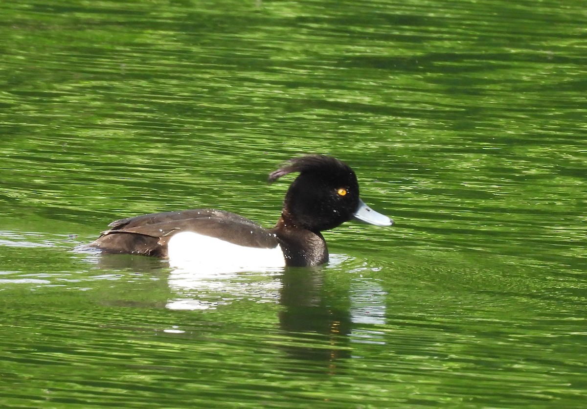 Tufted Duck - ML620069373